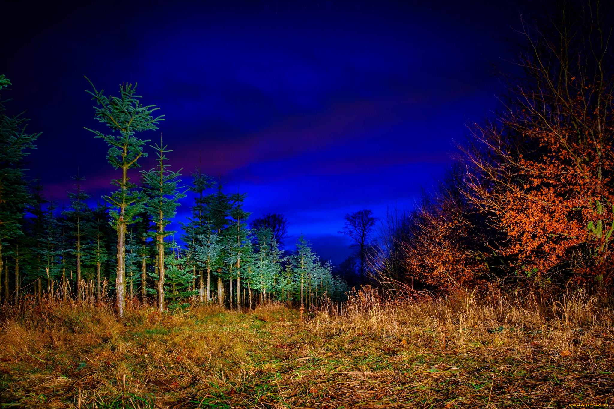 Ночная Поляна в лесу